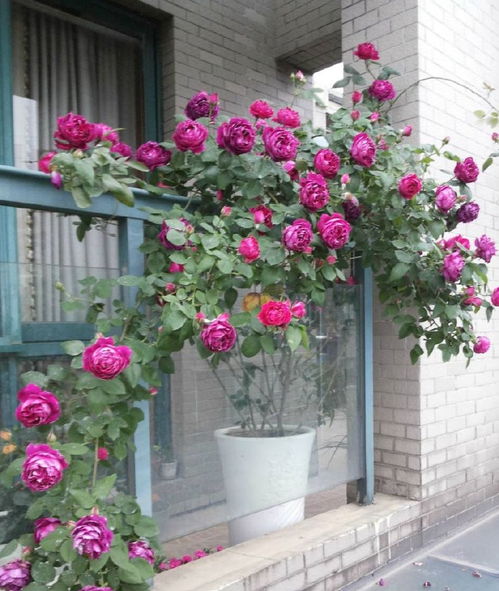 香水月季的美与养护