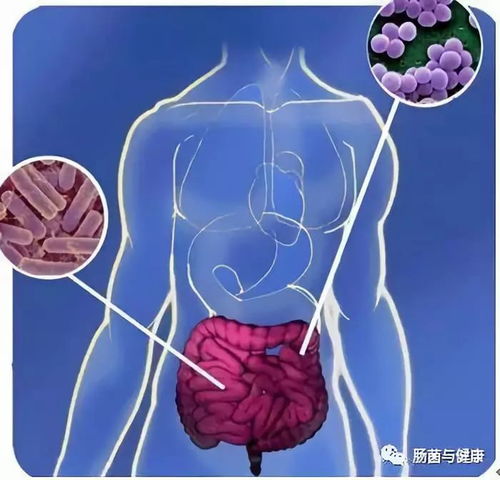 猪肠道菌群检测与脂肪沉积关联研究