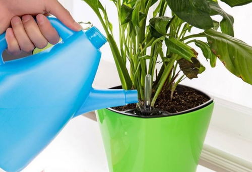 喷洒和浇灌的区别