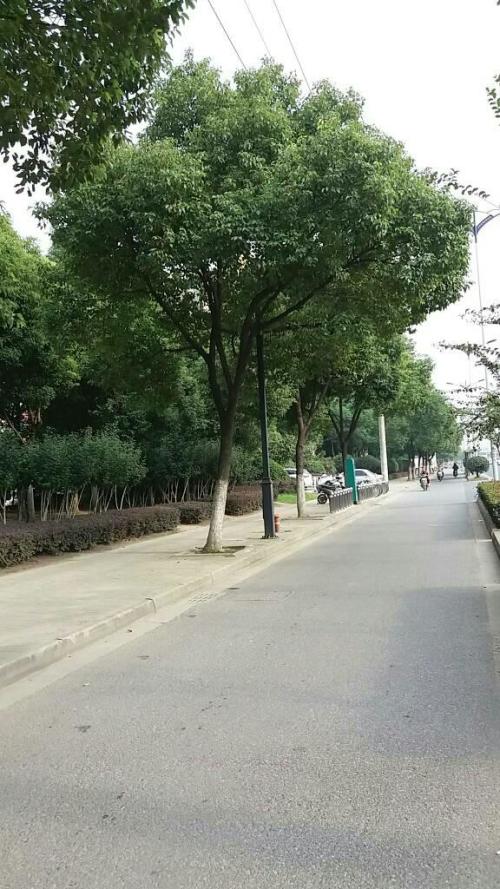 马路两旁， 绿意盎然