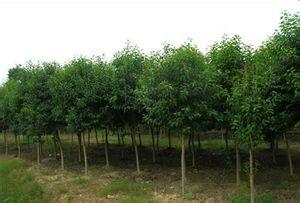 大叶女贞的冬季养护，你真的懂了吗？