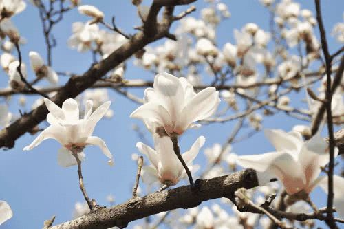 南阳玉兰花：冬日里的美丽使者