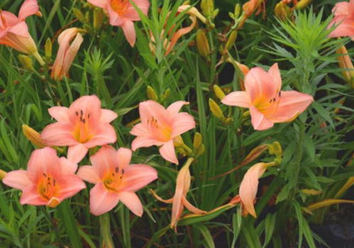 种植耐阴花卉的注意事项