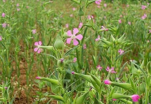 油菜出苗喷农药的时机