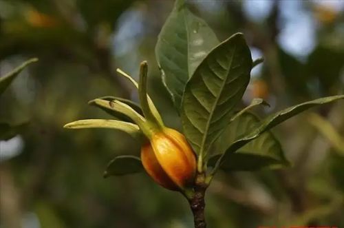 探寻野菜珍宝，十种美味营养