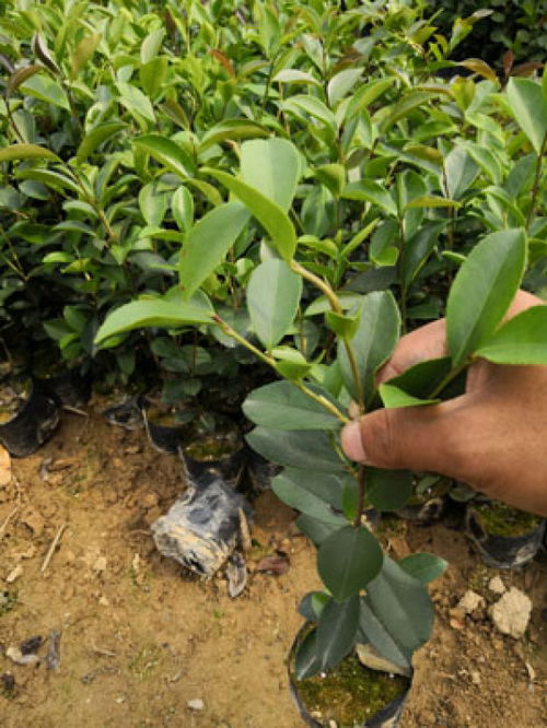 高正茶油苗嫁接技术揭秘，打造优质茶叶基地