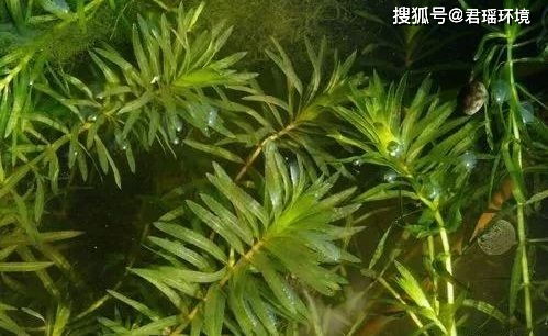 水草种类繁多，如何分辨它们呃？