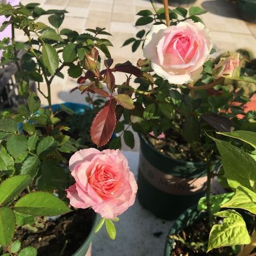 月季花为什么要剪枝？如何让花朵更繁盛