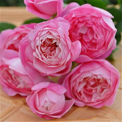 月季和玫瑰：花朵之间的细小差别