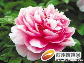 牡丹：二月的特bie嘉宾