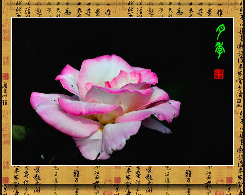 天津泰达植物资源库月季园，花儿朵朵开