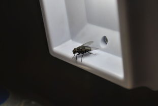 防治苍蝇的多样性方法