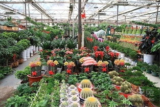 选址与装修：打造花卉盆栽店的温馨港湾