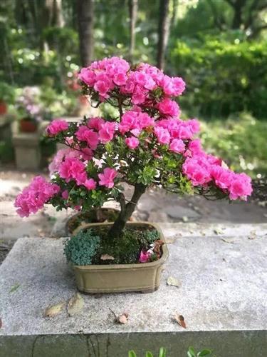 立秋后广东种花，如何避免烂根黄叶？这三招帮你省60%养护费！