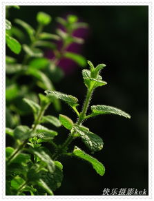 柴胡的药用价值