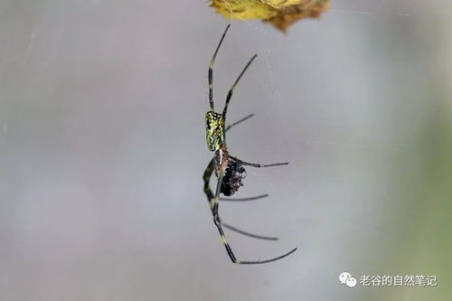 庭园中的小英雄：络新妇蜘蛛