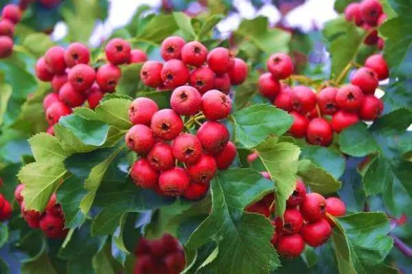 果核含有微量单宁酸， 去籽可降低涩味：