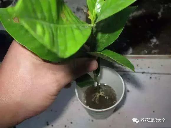 选对枝条是关键， 剪剪修修再插水