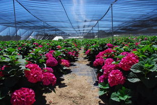 本地花农与社区种植：意想不到的特色来源