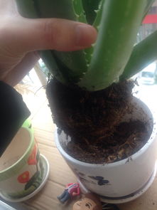 芦荟换盆后几天内需要浇水？