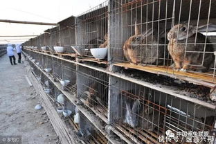 肉兔全饲料养殖是否可行，以及肉兔从出生到出栏需要养殖多长时间？