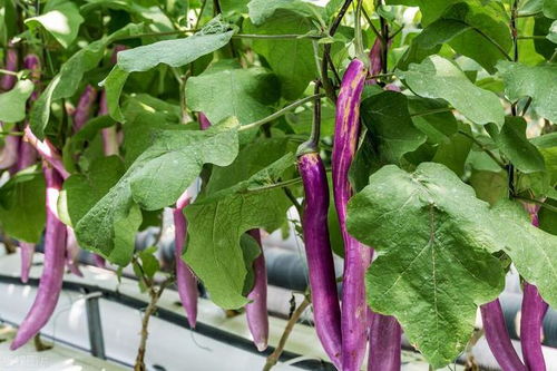 茄子花开，问题来了