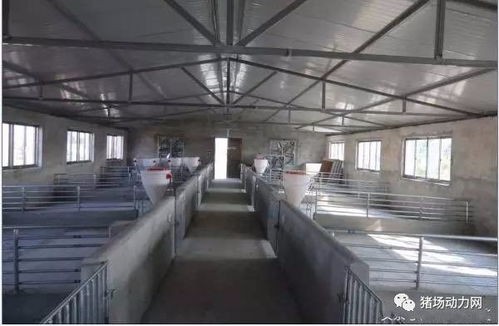 创新农村猪舍建造，提升养殖环境与效益