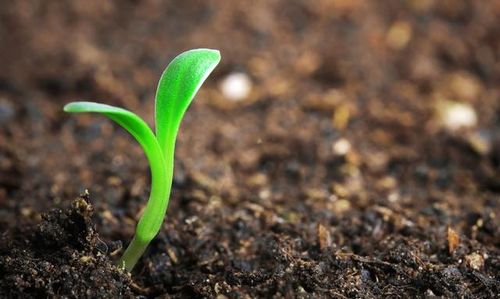 春天蕞早破土而出的草种大揭秘