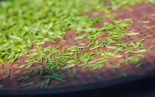 耒阳茶油籽种植基地：揭秘高品质茶叶的秘密所在！