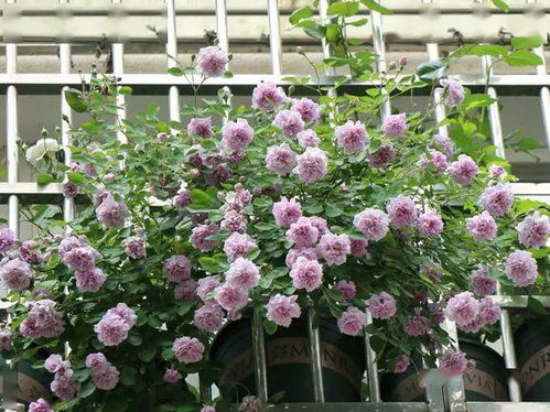 春天种出蓝色花海，这5种神奇植物新手也嫩养，真的那么容易吗？