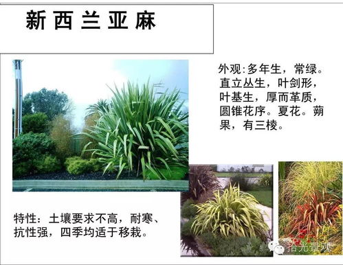 河边草的秘密世界