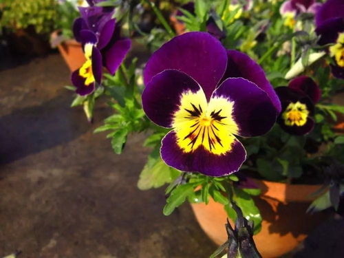 种子发芽的时间