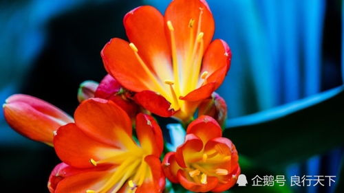 君子兰叶尖发黄干枯怎么办？如何应对君子兰叶尖变黄枯萎的情况