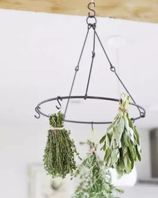 种茶不易？贵州带你体验“傻瓜式种植”