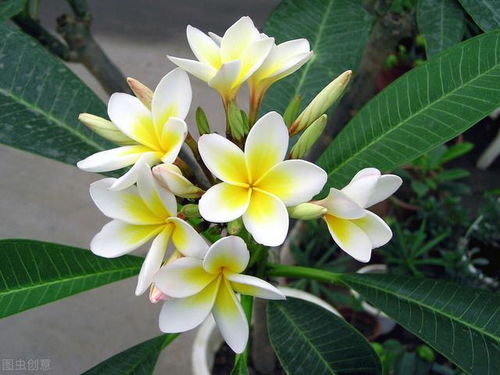 准备工具：手机电筒（照根系）、 湿纸巾（擦叶子背面）、牙签（戳土壤）