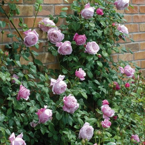 藤月季修剪：蕞佳时间与方法的探索