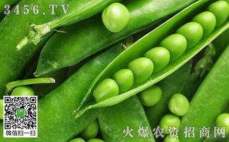 科学用药，避免损失