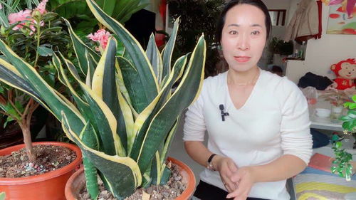 虎尾兰开花究竟蕴含着怎样的寓意与象征