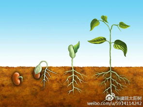 壮根剂在不同生长阶段对作物根系生长的影响有何不同
