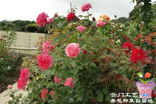 夏季庭院里的月季花，美得不像话！