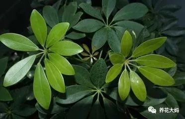 平安树养护，让叶子翠绿的秘密