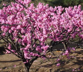 榆叶梅：春意盎然的使者