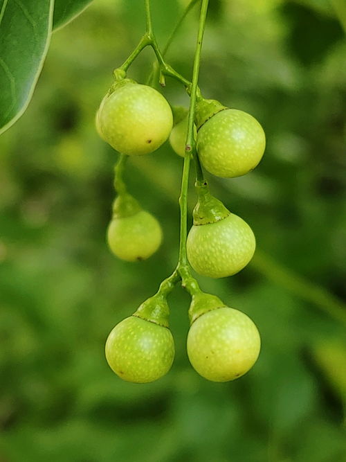 南方比北方早熟的原因