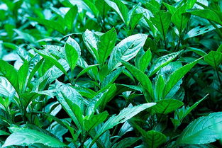 Q：为啥我按教程浇水还是团灭？A：九成新手栽在这三个坑