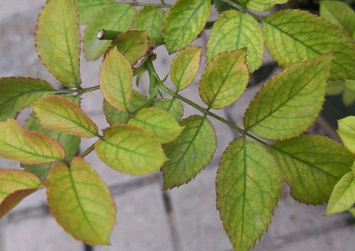 一、花盆里插铁钉，这事儿靠谱吗？