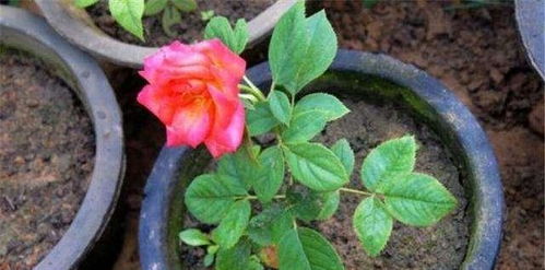 光照因素， 不Neng忽视