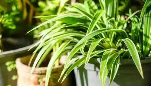 菖蒲，到底是啥玩意儿？