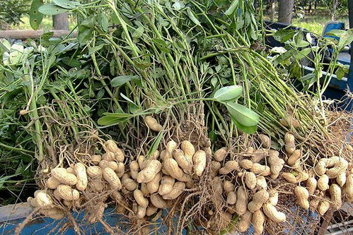 花生种的市场前景