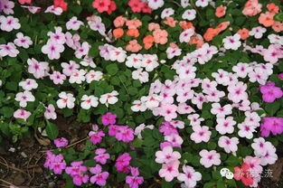 花卉种类：哪些花卉Ke以喷，哪些不Ke以？