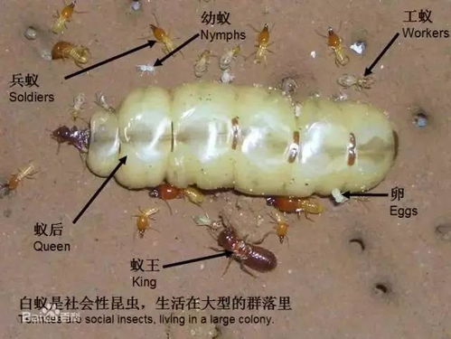 毒死蜱，对白蚁有啥效果？